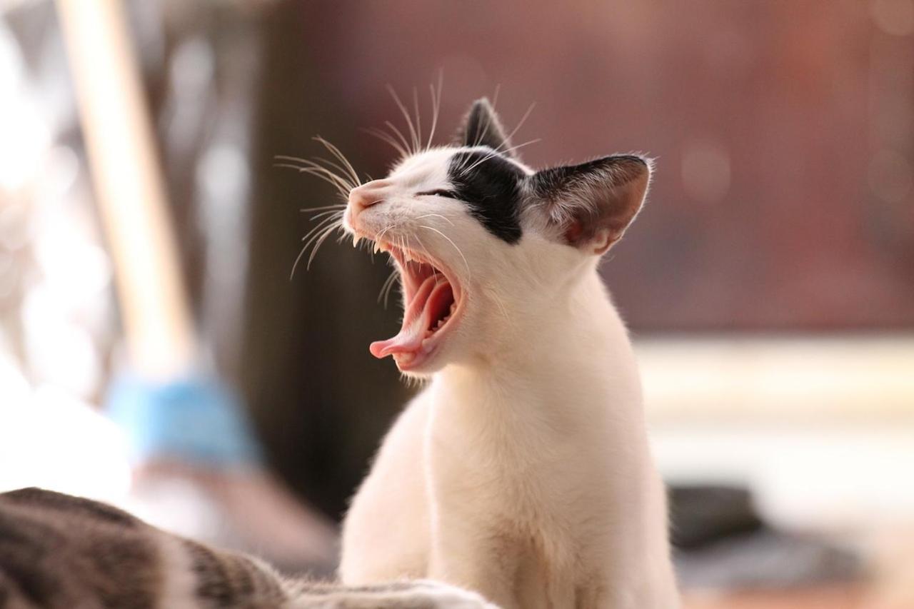 猫と断食の宿 Cat Inn Neko Kunisaki Dış mekan fotoğraf